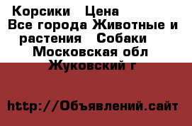 Корсики › Цена ­ 15 000 - Все города Животные и растения » Собаки   . Московская обл.,Жуковский г.